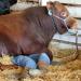 Beef Cattle Judging