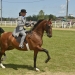 Cuyahoga County Fair Horse Show