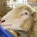 Sheep Judging