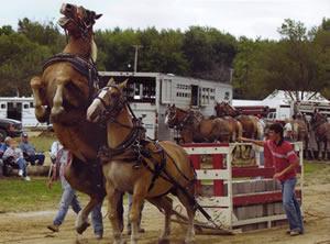 Draft Horse Pull