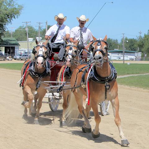 Pony Hitch Class Judging