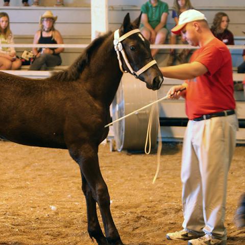 Dahlia Show Draft Horse Halter Class Judging