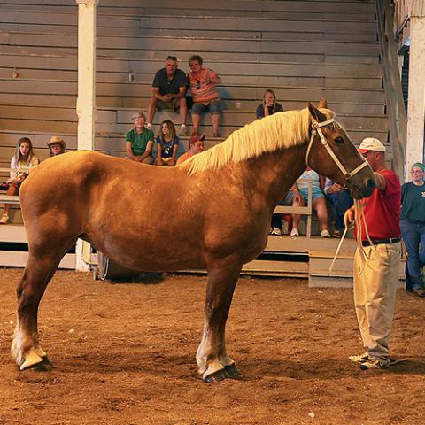 Horse Expo