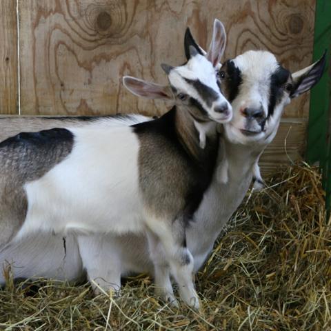 Dairy Goat Judging Dairy Goat Judging