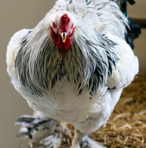 Poultry Evaluations Poultry Evaluations