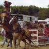 Draft Horse Pull